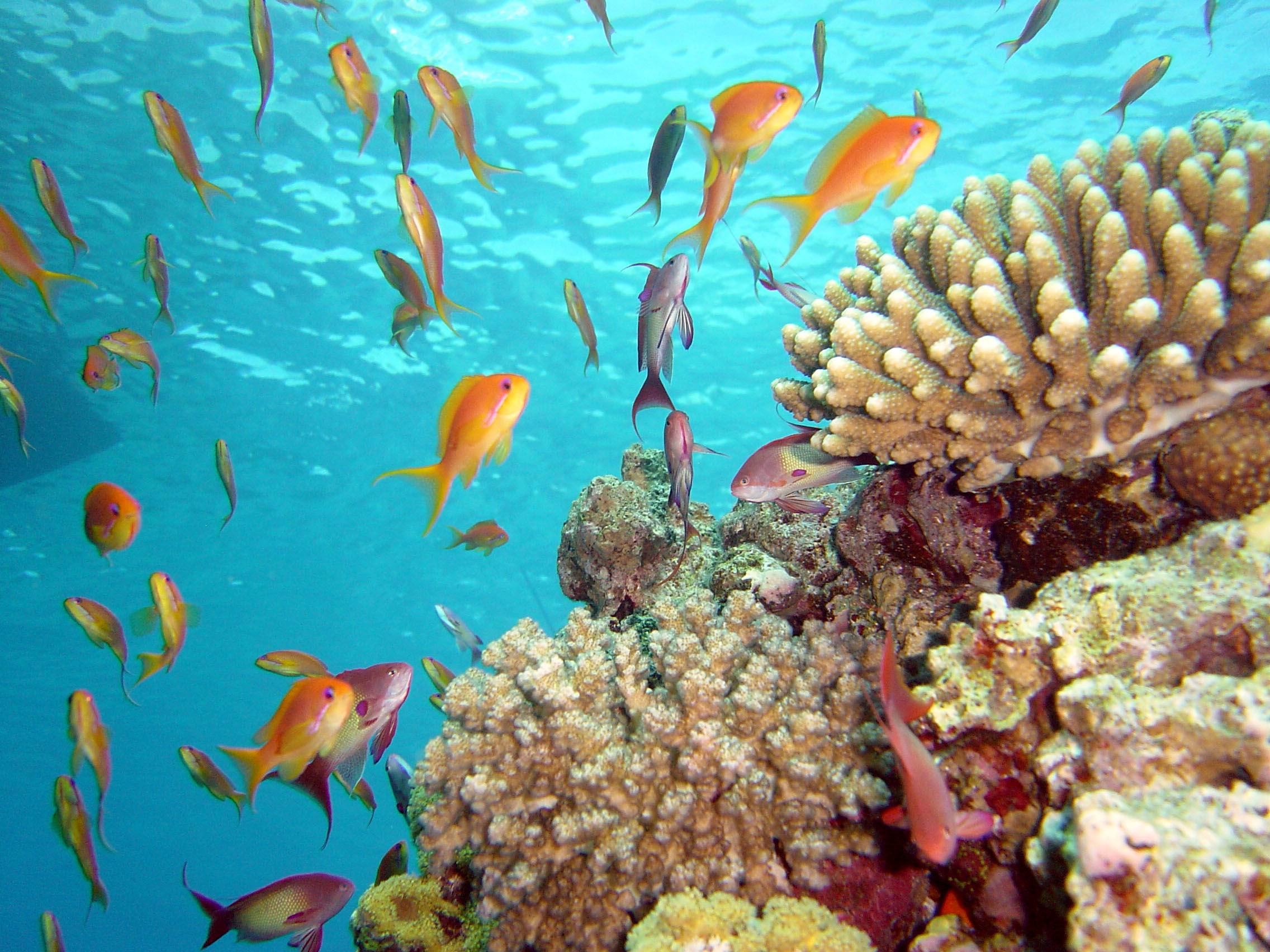 sharm.jpg